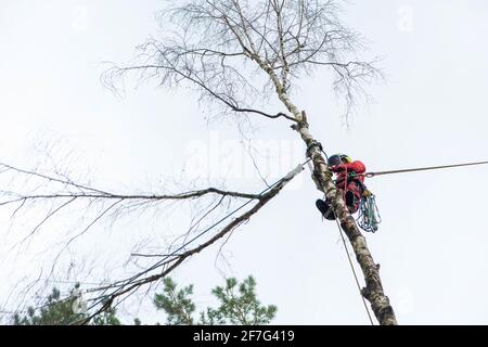 Arboriste coupant des branches avec une tronçonneuse. Le travailleur avec un casque travaillant en hauteur. Chirurgie de l'arbre. Banque D'Images