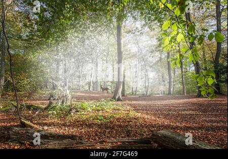 Cerf sauvage dans la forêt brumeux du royaume-uni Banque D'Images