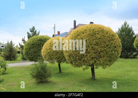 Saule de crack ornemental ou saule cassant (Salix fragilis) taillé. La couronne sphérique de l'arbre. Aménagement paysager. Banque D'Images