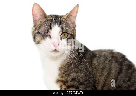 Portrait rapproché d'un chat blanc gris tabby après énucléation (chirurgie d'ablation oculaire), toujours avec les points chirurgicaux. Adorable un chat à œil, isolé Banque D'Images