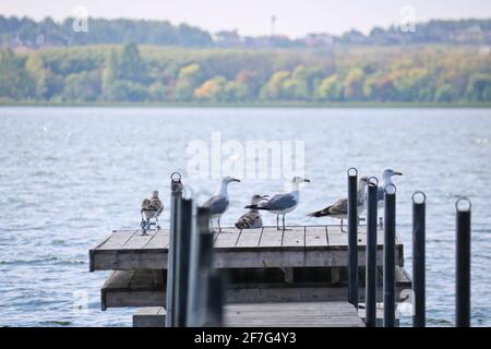Un troupeau de goélands de la Caspienne (Larus cachinnans), jeunes et adultes, assis sur la jetée au-dessus du lac. Banque D'Images