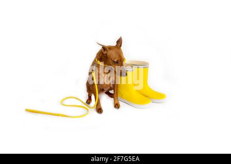 Broche miniature marron avec laisse jaune. Bottes jaunes de maître. Le chien attend que le propriétaire marche. Banque D'Images