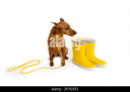 Broche miniature marron avec laisse jaune. Bottes jaunes de maître. Le chien attend que le propriétaire marche. Banque D'Images