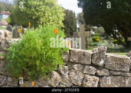 Coquelicots poussant dans un mur de pierre d'église Banque D'Images