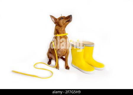 Broche miniature marron avec laisse jaune. Bottes jaunes de maître. Le chien attend que le propriétaire marche. Banque D'Images