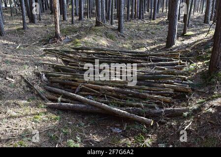 Grande quantité de bois d'épicéa coupé et empilé dans la forêt pour le transport. Arrière-plan de la pile de journaux de découpe. Industrie forestière. Grumes de bois à illégal Banque D'Images