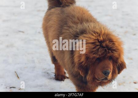 Portrait d'un grand chien rouge. Le chiot Tibétain Mastiff - fille. Le chien est, regardant vers l'avant. Chien dans la neige Banque D'Images