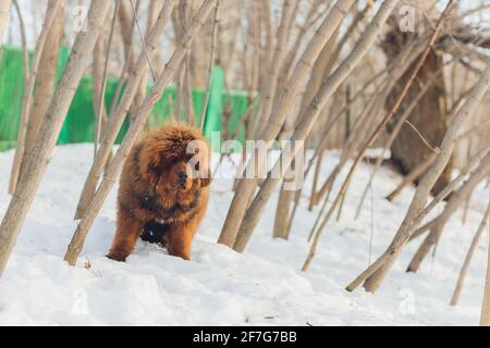 Portrait d'un grand chien rouge. Le chiot Tibétain Mastiff - fille. Le chien est, regardant vers l'avant. Chien dans la neige Banque D'Images