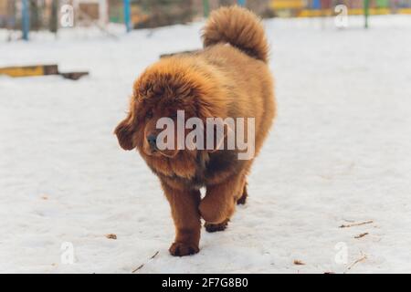 Portrait d'un grand chien rouge. Le chiot Tibétain Mastiff - fille. Le chien est, regardant vers l'avant. Chien dans la neige Banque D'Images