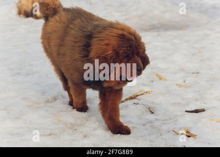 Portrait d'un grand chien rouge. Le chiot Tibétain Mastiff - fille. Le chien est, regardant vers l'avant. Chien dans la neige Banque D'Images