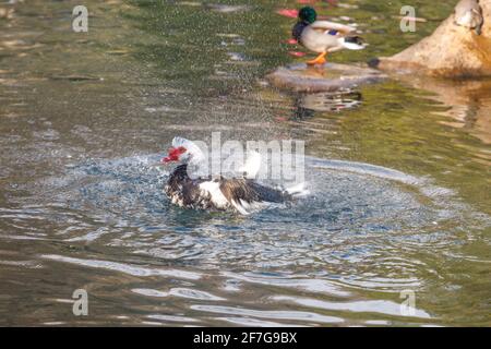 Le canard musqué rabats ses ailes dans l'eau, envoyant une éclaboussure. Beaucoup de gouttes d'eau. Banque D'Images
