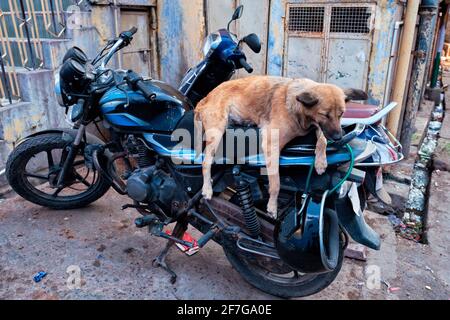 Chien dormant en moto dans la rue indienne Banque D'Images