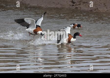 Shelcanards pourchassant leurs rivaux, à Thornham sur la côte de Norfolk, East Anglia, Royaume-Uni Banque D'Images