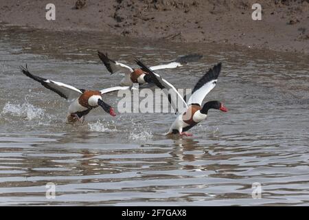 Shelcanards pourchassant leurs rivaux, à Thornham sur la côte de Norfolk, East Anglia, Royaume-Uni Banque D'Images