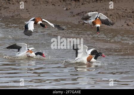 Shelcanards pourchassant leurs rivaux, à Thornham sur la côte de Norfolk, East Anglia, Royaume-Uni Banque D'Images