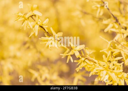 Forsythia intermedia ou border des fleurs forsythia se ferment au printemps, de beaux pétales jaunes à Pâques, arbustes décidus ornementaux Banque D'Images