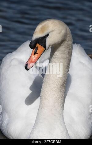 Couper le son du Swan en glissant vers l'appareil photo, gros plan. Banque D'Images