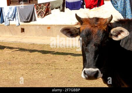 Femelle Zebu (Bos taurus indicus) près d'une ligne de vêtements dans un village du district de Thimphu, au Bhoutan Banque D'Images