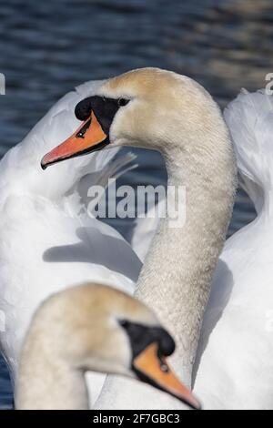 Couper le son du Swan en glissant vers l'appareil photo, gros plan. Banque D'Images