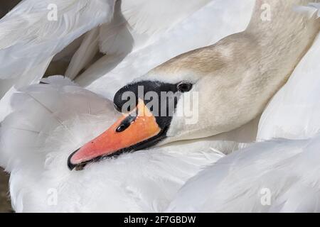 Mute Swan prêtant ses plumes au soleil du printemps Banque D'Images