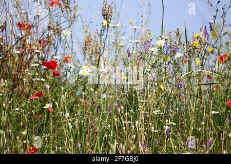 Wildflowers growing on a quarry edge near Mostar, Herzegovina. Banque D'Images