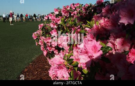 Augusta, États-Unis. 05 avril 2021. Un mécène prend des photos des azalées en fleurs par le vert d'entraînement et le premier fairway lors d'un tour d'entraînement pour les maîtres au club de golf national d'Augusta, le lundi 5 avril 2021, à Augusta, Géorgie. (Photo de Curtis Compton/Atlanta Journal-Constitution/TNS/Sipa USA) crédit: SIPA USA/Alay Live News Banque D'Images