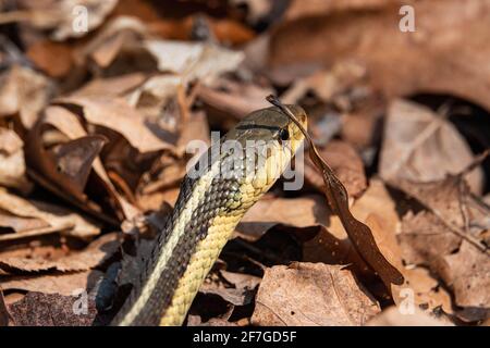 Serpent à jarretelle de l'est au printemps Banque D'Images