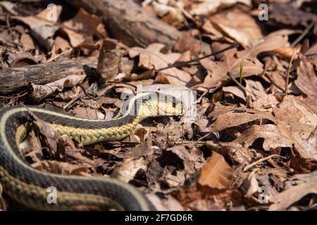 Serpent à jarretelle de l'est au printemps Banque D'Images