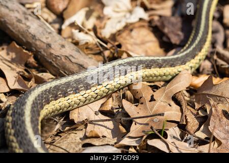 Serpent à jarretelle de l'est au printemps Banque D'Images