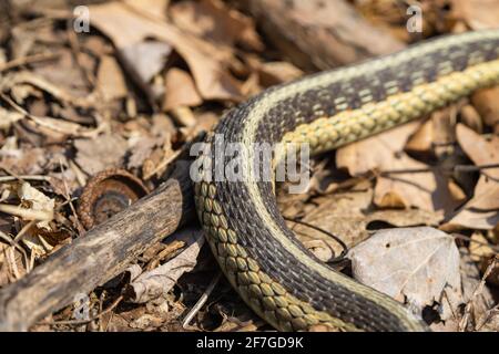 Serpent à jarretelle de l'est au printemps Banque D'Images