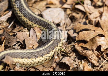 Serpent à jarretelle de l'est au printemps Banque D'Images