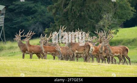 Groupe de cerfs rouges debout sur le terrain en été nature Banque D'Images