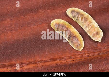Acacia PODS - Senna alexandrina - Cassia acutifolia. Arrière-plan en bois Banque D'Images