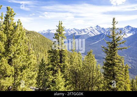 Sapins sur le mont Sulphur dans les montagnes Rocheuses, Banff, Alberta, Canada Banque D'Images