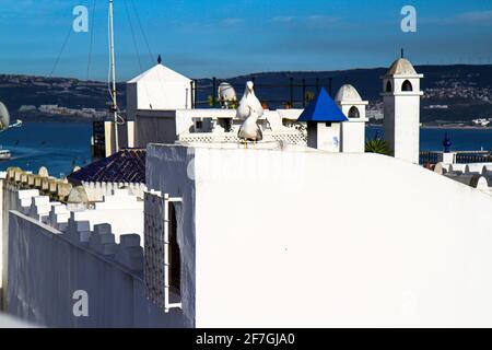 Mouettes sur les toits des bâtiments de la ville marocaine de Tanger. Banque D'Images