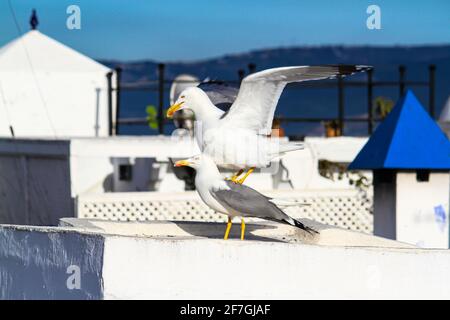 Mouettes sur les toits des bâtiments de la ville marocaine de Tanger. Banque D'Images