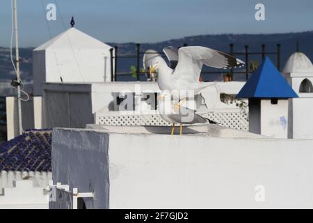 Mouettes sur les toits des bâtiments de la ville marocaine de Tanger. Banque D'Images