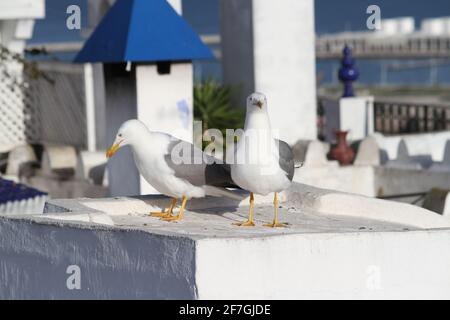 Mouettes sur les toits des bâtiments de la ville marocaine de Tanger. Banque D'Images