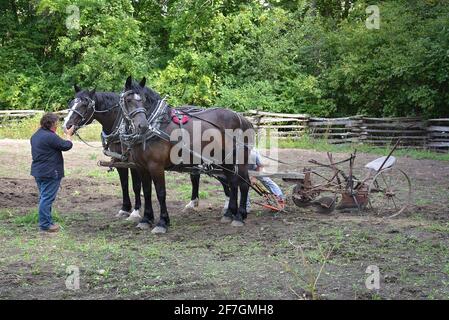 Chevaux de travail à Upper Canada Village. Upper Canada Village 13740 County Road 2, Morrisburg, ON, K0C 1X0 fondé en 1961, Upper Canada Village est l'un des plus grands sites d'histoire vivante au Canada. Représentant la vie dans un milieu rural canadien anglais au cours de l’année 1866. Plus de quarante bâtiments historiques ont déménagé ici avant l’inondation des « villages perdus » pendant le projet de développement de la voie maritime du Saint-Laurent. Les techniques agricoles traditionnelles sont démontrées par la culture de légumes du patrimoine et l’élevage de races de bétail patrimoniales. Banque D'Images