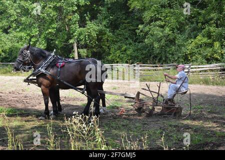 Chevaux de travail à Upper Canada Village. Upper Canada Village 13740 County Road 2, Morrisburg, ON, K0C 1X0 fondé en 1961, Upper Canada Village est l'un des plus grands sites d'histoire vivante au Canada. Représentant la vie dans un milieu rural canadien anglais au cours de l’année 1866. Plus de quarante bâtiments historiques ont déménagé ici avant l’inondation des « villages perdus » pendant le projet de développement de la voie maritime du Saint-Laurent. Les techniques agricoles traditionnelles sont démontrées par la culture de légumes du patrimoine et l’élevage de races de bétail patrimoniales. Banque D'Images