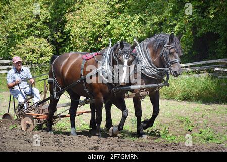 Chevaux de travail à Upper Canada Village. Upper Canada Village 13740 County Road 2, Morrisburg, ON, K0C 1X0 fondé en 1961, Upper Canada Village est l'un des plus grands sites d'histoire vivante au Canada. Représentant la vie dans un milieu rural canadien anglais au cours de l’année 1866. Plus de quarante bâtiments historiques ont déménagé ici avant l’inondation des « villages perdus » pendant le projet de développement de la voie maritime du Saint-Laurent. Les techniques agricoles traditionnelles sont démontrées par la culture de légumes du patrimoine et l’élevage de races de bétail patrimoniales. Banque D'Images