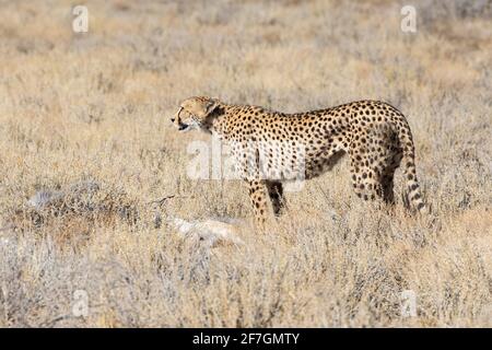 Cheetah (Acinonyx jubatus) Garde debout féminine sur ses deux petits sur un Springbok frais tuer dans les prairies, Kalahari, Cap Nord, Afrique du Sud Banque D'Images