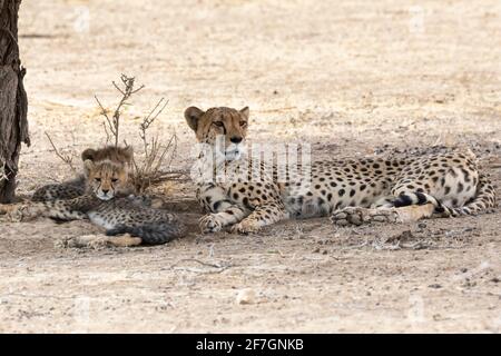 Cheetah (Acinonyx jubatus) mère avec deux petits à l'ombre de l'arbre, Kalahari, Cap du Nord, Afrique du Sud, Cheetah africain sont classés comme vulnérables Banque D'Images