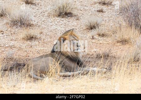 Lion de Kalahari (Panthera Leo), lion masculin au repos, Cap Nord, Afrique du Sud. L'UICN Rouge est inscrite comme une espèce vulnérable en raison du déclin de la population Banque D'Images