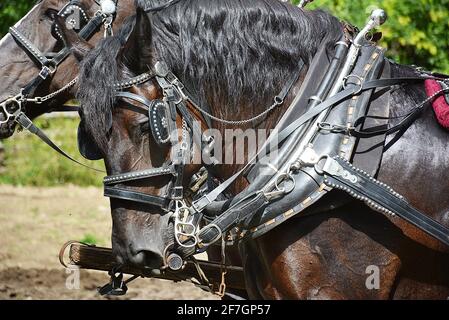 Chevaux au Upper Canada Village. Upper Canada Village 13740 County Road 2, Morrisburg, ON, K0C 1X0 fondé en 1961, Upper Canada Village est l'un des plus grands sites d'histoire vivante au Canada. Représentant la vie dans un milieu rural canadien anglais au cours de l’année 1866. Plus de quarante bâtiments historiques ont déménagé ici avant l’inondation des « villages perdus » pendant le projet de développement de la voie maritime du Saint-Laurent. Les techniques agricoles traditionnelles sont démontrées par la culture de légumes du patrimoine et l’élevage de races de bétail patrimoniales. Banque D'Images