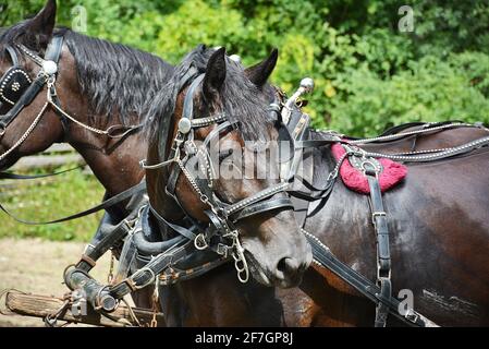 Chevaux au Upper Canada Village. Upper Canada Village 13740 County Road 2, Morrisburg, ON, K0C 1X0 fondé en 1961, Upper Canada Village est l'un des plus grands sites d'histoire vivante au Canada. Représentant la vie dans un milieu rural canadien anglais au cours de l’année 1866. Plus de quarante bâtiments historiques ont déménagé ici avant l’inondation des « villages perdus » pendant le projet de développement de la voie maritime du Saint-Laurent. Les techniques agricoles traditionnelles sont démontrées par la culture de légumes du patrimoine et l’élevage de races de bétail patrimoniales. Banque D'Images