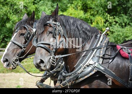 Chevaux au Upper Canada Village. Upper Canada Village 13740 County Road 2, Morrisburg, ON, K0C 1X0 fondé en 1961, Upper Canada Village est l'un des plus grands sites d'histoire vivante au Canada. Représentant la vie dans un milieu rural canadien anglais au cours de l’année 1866. Plus de quarante bâtiments historiques ont déménagé ici avant l’inondation des « villages perdus » pendant le projet de développement de la voie maritime du Saint-Laurent. Les techniques agricoles traditionnelles sont démontrées par la culture de légumes du patrimoine et l’élevage de races de bétail patrimoniales. Banque D'Images