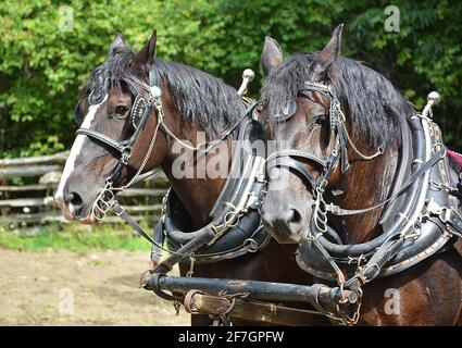 Chevaux au Upper Canada Village. Upper Canada Village 13740 County Road 2, Morrisburg, ON, K0C 1X0 fondé en 1961, Upper Canada Village est l'un des plus grands sites d'histoire vivante au Canada. Représentant la vie dans un milieu rural canadien anglais au cours de l’année 1866. Plus de quarante bâtiments historiques ont déménagé ici avant l’inondation des « villages perdus » pendant le projet de développement de la voie maritime du Saint-Laurent. Les techniques agricoles traditionnelles sont démontrées par la culture de légumes du patrimoine et l’élevage de races de bétail patrimoniales. Banque D'Images