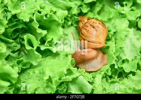 gros escargot vivant parmi les feuilles vertes de laitue Banque D'Images
