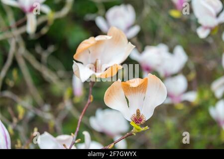 Les fleurs de magnolia roses et blanches sont brunes en étant brûlées par les dommages non saisonniers causés par le gel à la fin du printemps à Surrey, dans le sud-est de l'Angleterre Banque D'Images